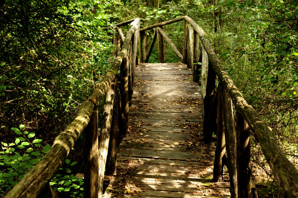 riserva naturale Vincheto di Celarda a Feltre, lungo il fiume Piave
