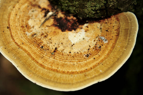 riserva naturale Vincheto di Celarda a Feltre, lungo il fiume Piave