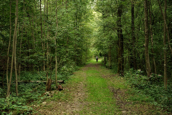riserva naturale Vincheto di Celarda a Feltre, lungo il fiume Piave