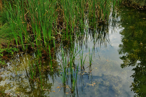 riserva naturale Vincheto di Celarda a Feltre, lungo il fiume Piave