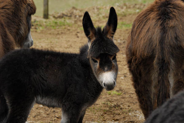 Cergnai Campel, chiesetta di San Mauro in Monte di Val Scura