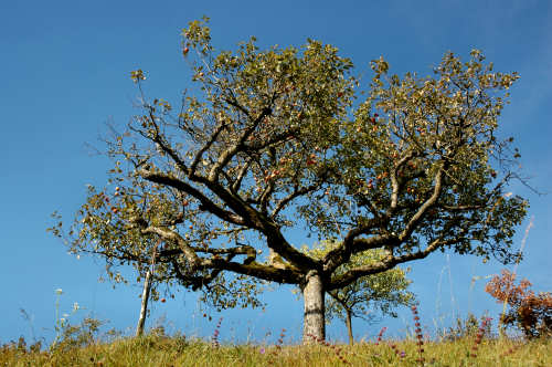 festa della mela prussiana a Faller di Sovramonte