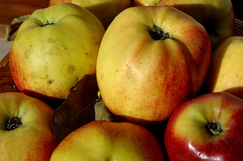 festa della mela prussiana a Faller di Sovramonte