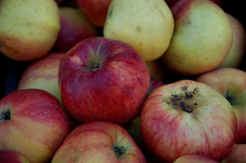 festa della mela prussiana a Faller di Sovramonte