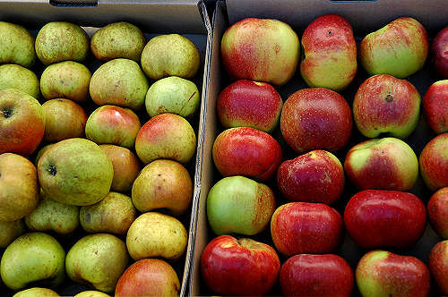 festa della mela prussiana a Faller di Sovramonte