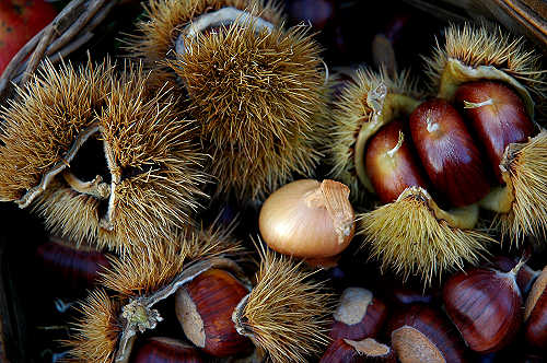 festa della mela prussiana a Faller di Sovramonte