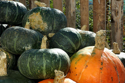 festa della mela prussiana a Faller di Sovramonte
