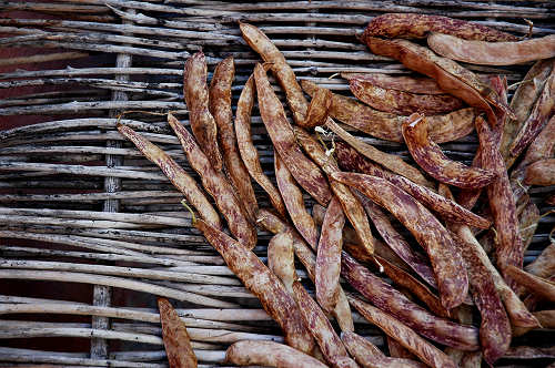 festa della mela prussiana a Faller di Sovramonte