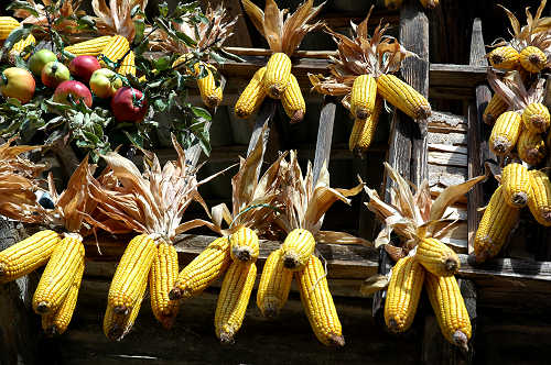 festa della mela prussiana a Faller di Sovramonte