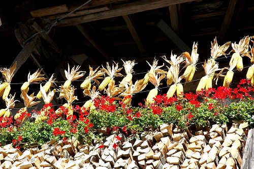 festa della mela prussiana a Faller di Sovramonte