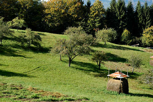 festa della mela prussiana a Faller di Sovramonte