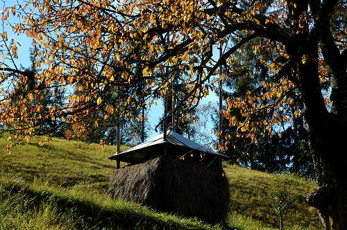 festa della mela prussiana a Faller di Sovramonte