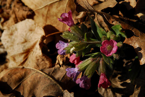 Faller, Ramen, Cima Loreto, Monte Avena, Sovramonte
