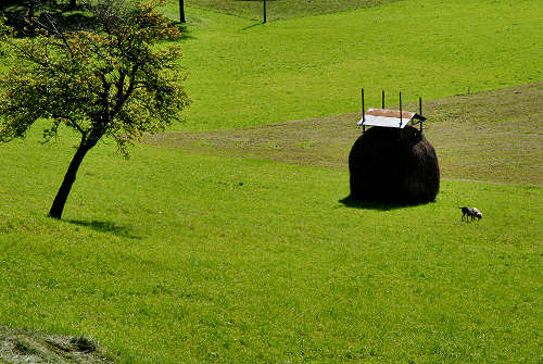 altipiano del Col dei Mich, Col Fariet, Zorzoi di Sovramonte