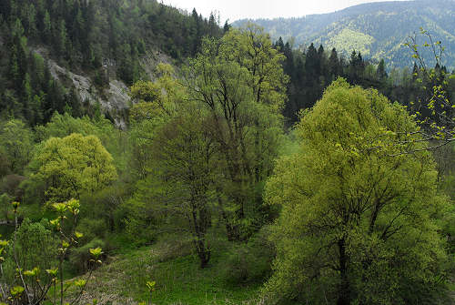 via dell'acqua, valle Ausor, Sorriva di Sovramonte