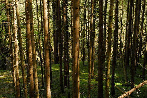 via dell'acqua, valle Ausor, Sorriva di Sovramonte