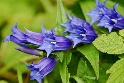 Valle di San Martino, Vignui, Vette Feltrine, Parco Nazionale Dolomiti Bellunesi