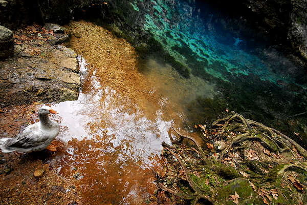 risorgiva del Gorgazzo a Polcenigo, fiume Livenza