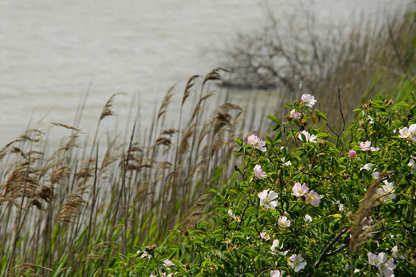 Oasi naturalistica Valle Canal Novo a Marano Lagunare