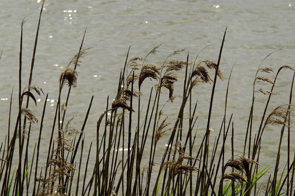Oasi naturalistica Valle Canal Novo a Marano Lagunare