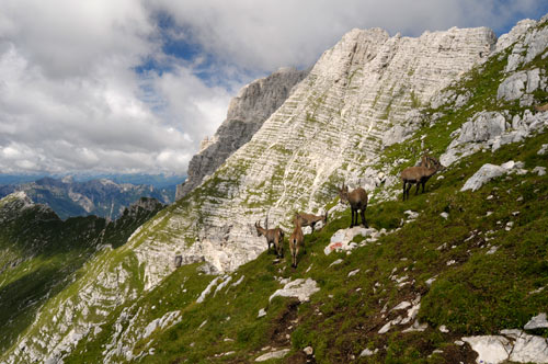 Cima di Terrarossa, Alpi Giulie