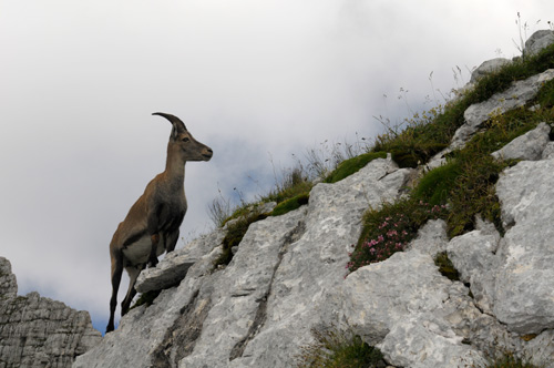 Cima di Terrarossa, Alpi Giulie