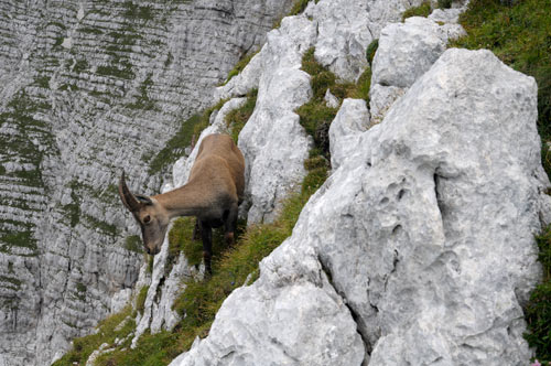 Cima di Terrarossa, Alpi Giulie