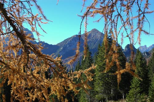 larice al rifugio Maniago