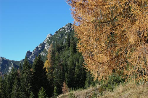larice al rifugio Maniago