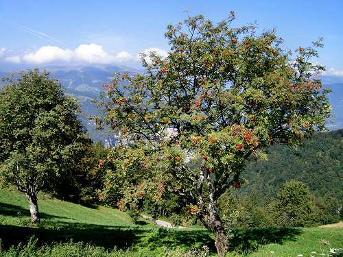 Magnola, monte Asolone, Cismon del Grappa