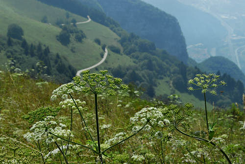 Colli Alti - Monte Grappa