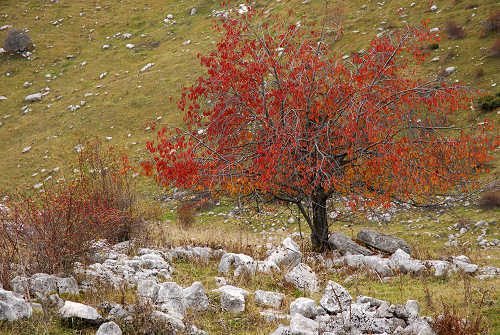 Valle delle Foglie, Colli Vecchi, Cima Grappa