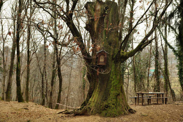 sentiero Piere Rosse, Covolo, Vivai Astego a Crespano