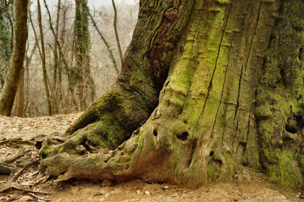 sentiero Piere Rosse, Covolo, Vivai Astego a Crespano