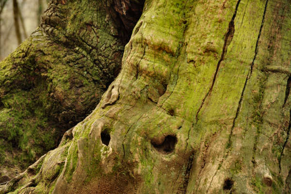 sentiero Piere Rosse, Covolo, Vivai Astego a Crespano