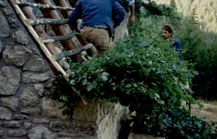 sfojarol di malga Valpore - valle di Seren del Grappa