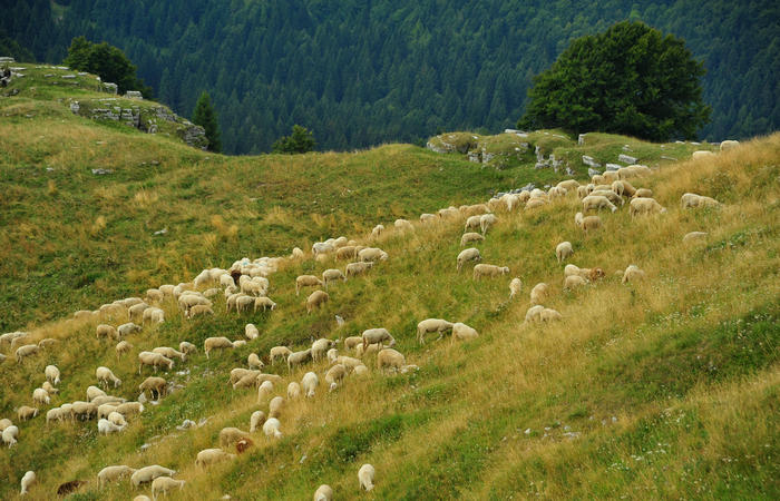 escursione dorsale CimaGrappa-Solaroli / Croce dei Lebi Col dell'Orso Salarolo Valderoa Fontanasecca Val delle Mure Cason del Sole Pian di Bala Val Vecia