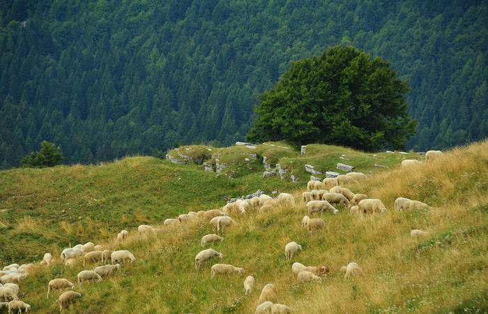 escursione dorsale CimaGrappa-Solaroli / Croce dei Lebi Col dell'Orso Salarolo Valderoa Fontanasecca Val delle Mure Cason del Sole Pian di Bala Val Vecia