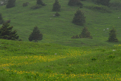 sentiero natura Cima Grappa