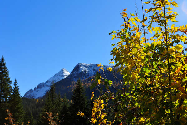 Paneveggio Pale di San Martino