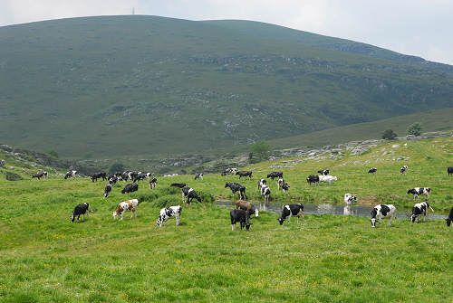 Podestaria di Bosco Chiesanuova, Lessini