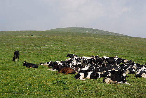 Podestaria di Bosco Chiesanuova, Lessini