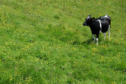 Malga Lessinia, monte Castelberto, Podestaria, Lessini