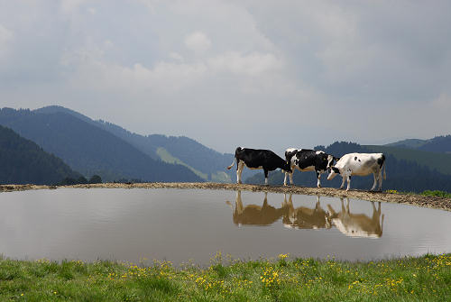 Malga Lessinia, monte Castelberto, Podestaria, Lessini