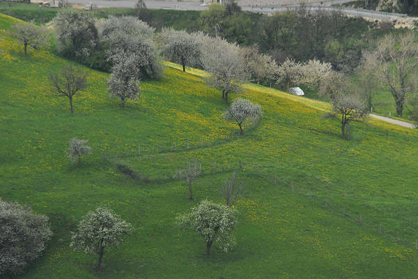 Cerro Veronese, monte Santa Viola, Lessini
