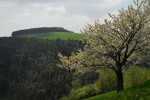 Cerro Veronese, monte Santa Viola, Lessini