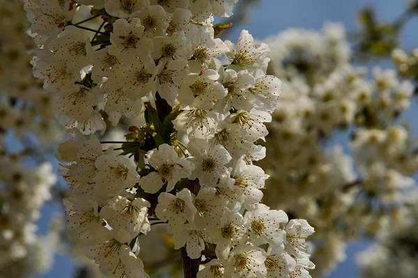 Cerro Veronese, monte Santa Viola, Lessini