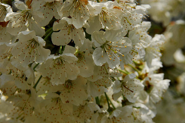 Cerro Veronese, monte Santa Viola, Lessini