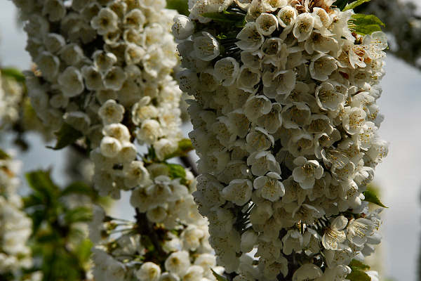 Cerro Veronese, monte Santa Viola, Lessini