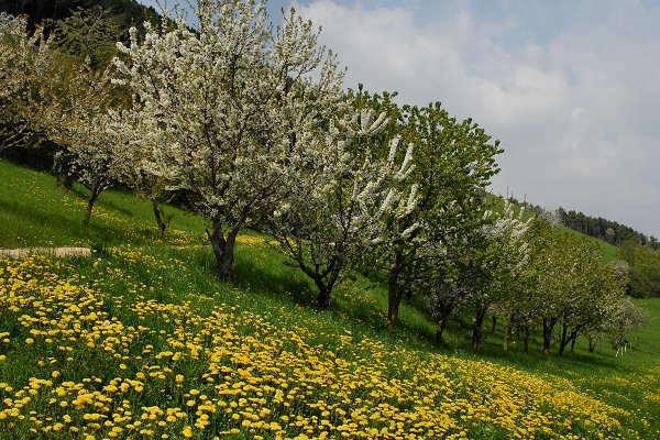 Cerro Veronese, monte Santa Viola, Lessini